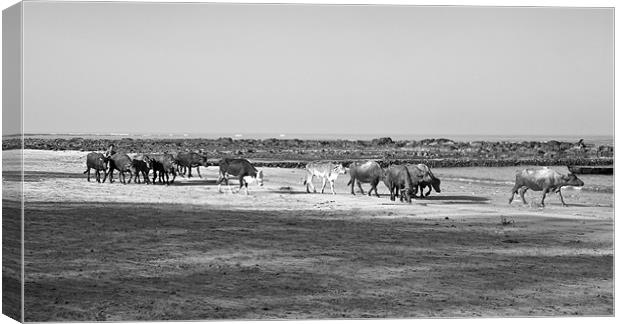 Indian herd spend a day at Seaside Canvas Print by Arfabita  