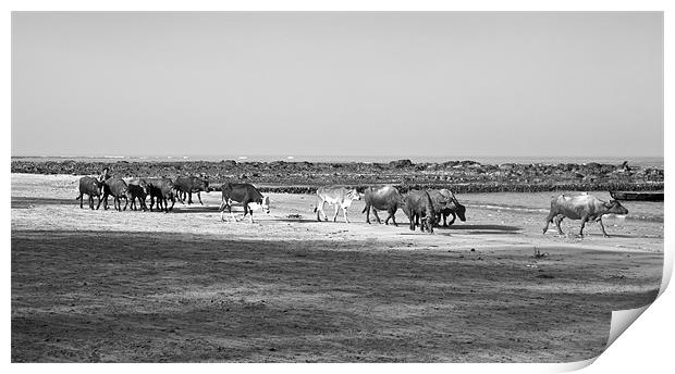 Indian herd spend a day at Seaside Print by Arfabita  