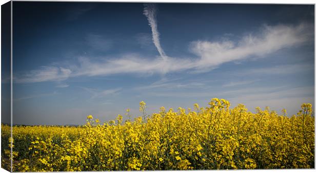 Field of Yellow Under a Blue Sky Canvas Print by Nigel Jones