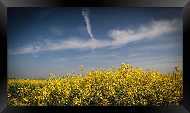 Field of Yellow Under a Blue Sky Framed Print by Nigel Jones