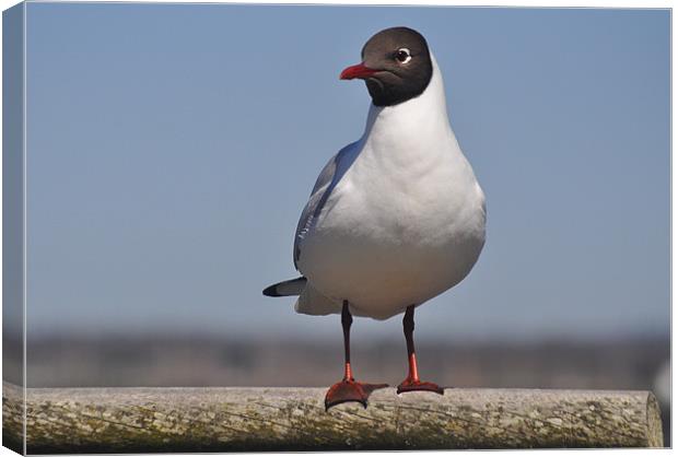 lonely gull Canvas Print by michelle rook