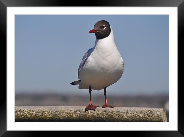 lonely gull Framed Mounted Print by michelle rook