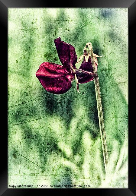 Sweet Pea Framed Print by Julie Coe