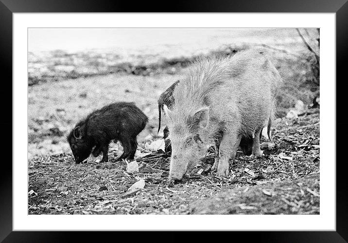 Mother Boar and her fledglings Framed Mounted Print by Arfabita  