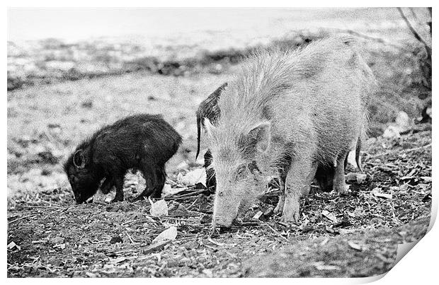 Mother Boar and her fledglings Print by Arfabita  
