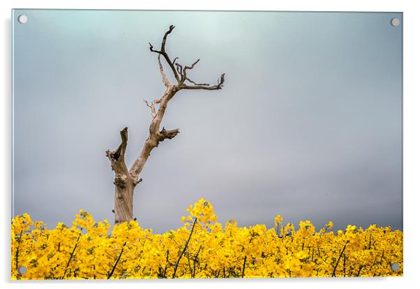 Dead tree in Oilseed rape field Acrylic by Stephen Mole