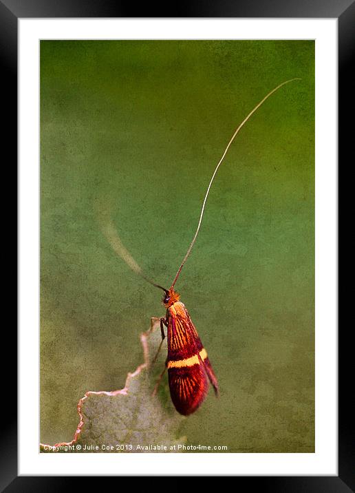 Longhorn Moth Framed Mounted Print by Julie Coe