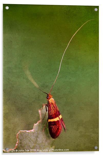 Longhorn Moth Acrylic by Julie Coe