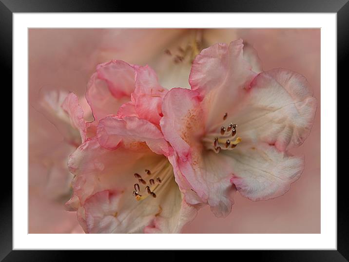 Delicate Blossoms Framed Mounted Print by Jacqi Elmslie