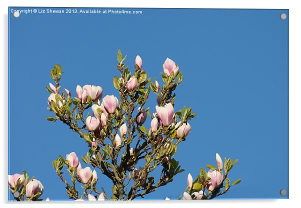 Blossom Love Vibe Acrylic by Liz Shewan