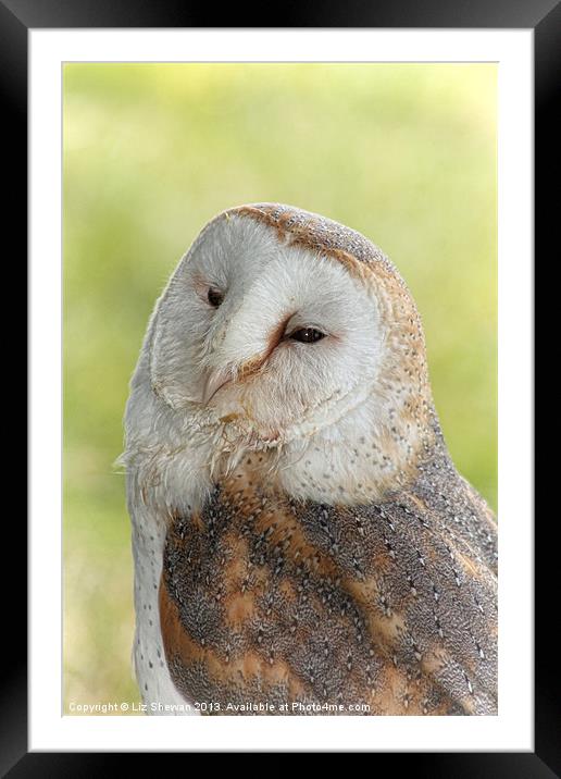 Sleepy Barn Owl Framed Mounted Print by Liz Shewan