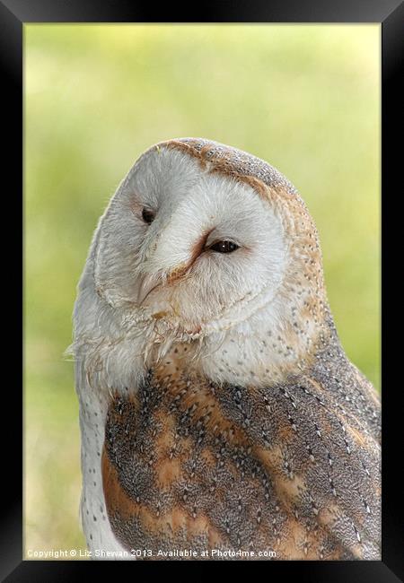 Sleepy Barn Owl Framed Print by Liz Shewan