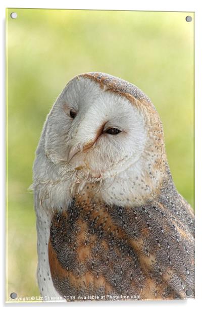 Sleepy Barn Owl Acrylic by Liz Shewan