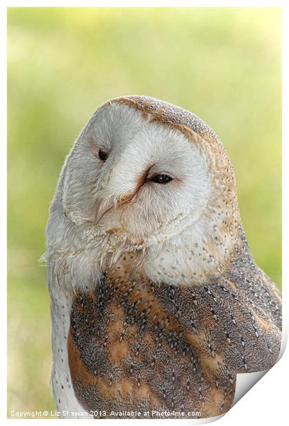 Sleepy Barn Owl Print by Liz Shewan