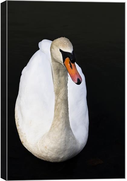 Morning swan Canvas Print by Leon Conway