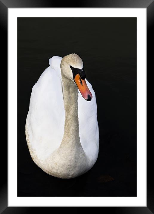 Morning swan Framed Mounted Print by Leon Conway