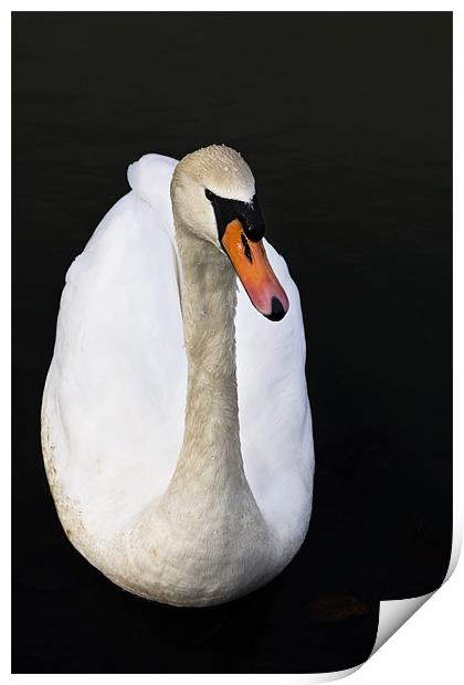 Morning swan Print by Leon Conway