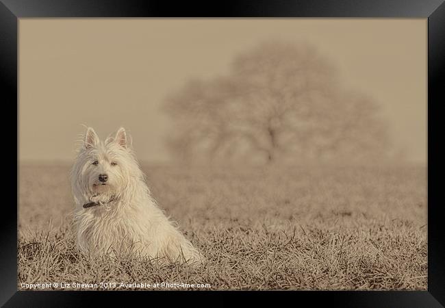 Salt of the Earth Framed Print by Liz Shewan