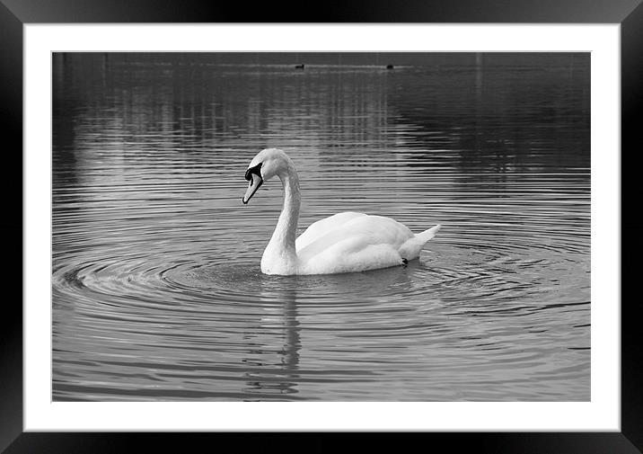 Peaceful swan Framed Mounted Print by Leon Conway