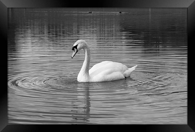 Peaceful swan Framed Print by Leon Conway
