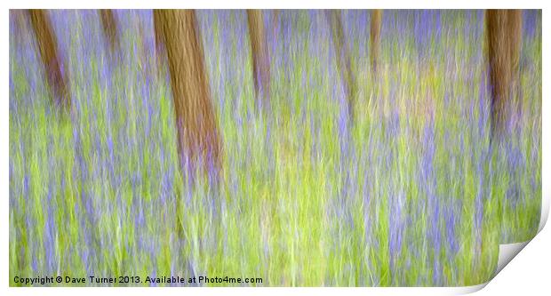 Bluebell Wood, Norfolk Print by Dave Turner