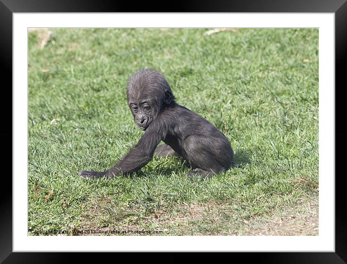 Baby Gorilla Framed Mounted Print by Peter West