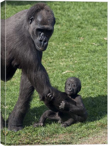 Baby Gorilla and Mum Canvas Print by Peter West