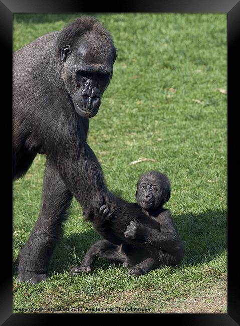 Baby Gorilla and Mum Framed Print by Peter West