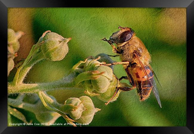 Drone Framed Print by Julie Coe