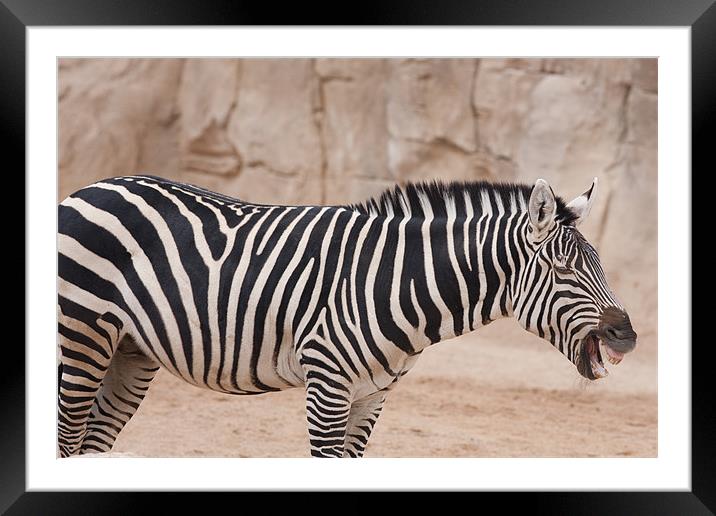 Laughing Zebra Framed Mounted Print by Peter West