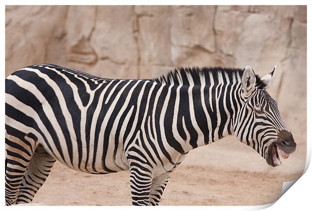 Laughing Zebra Print by Peter West