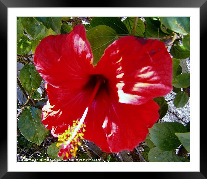 Red Bougainvillea Framed Mounted Print by philip milner