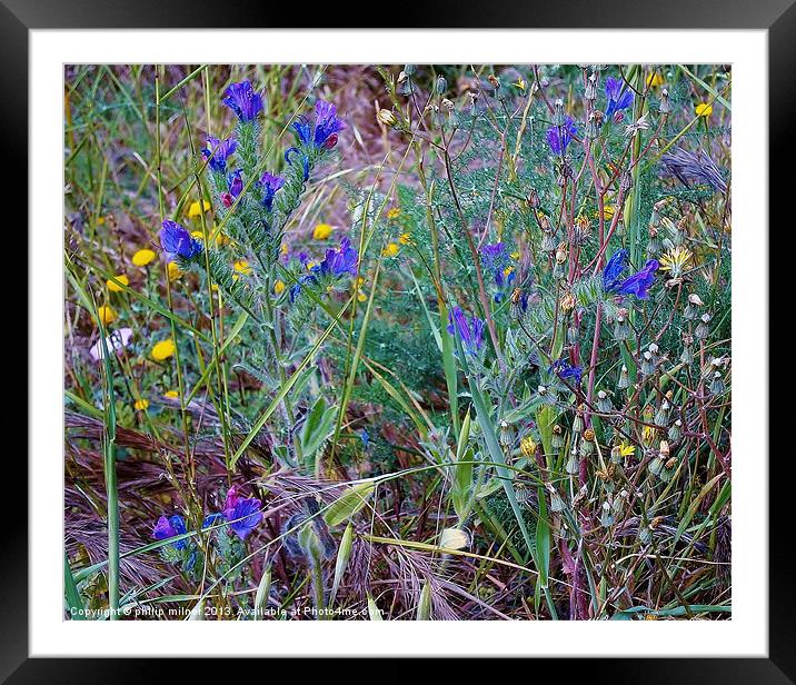 Spanish Meadow Flowers Framed Mounted Print by philip milner