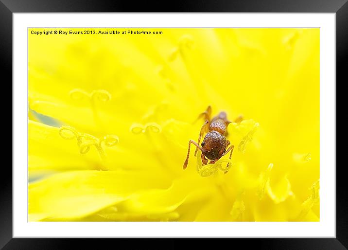 Ant has lunch in dandelion Framed Mounted Print by Roy Evans