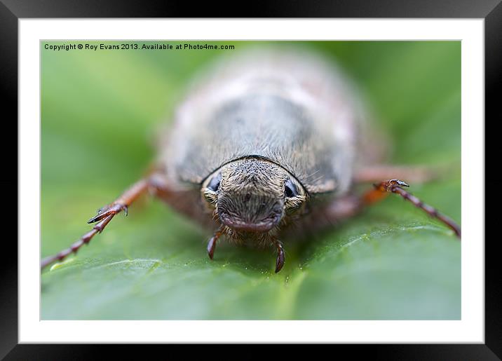 A bugs life Framed Mounted Print by Roy Evans