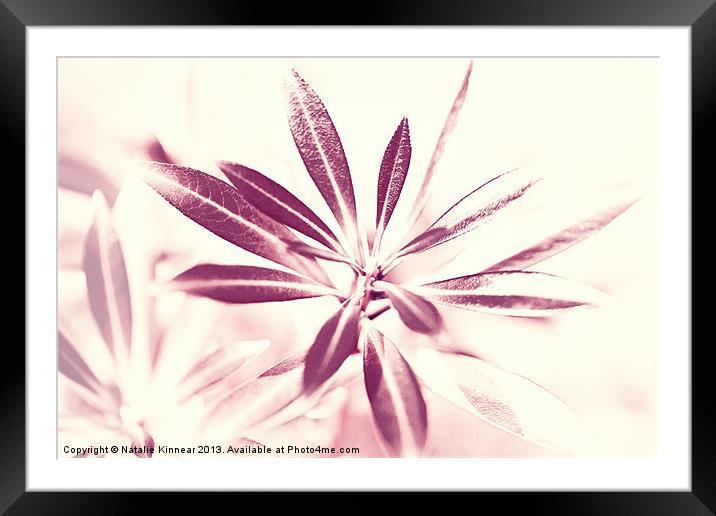 Leaves Dancing in the Sunlight Abstract Framed Mounted Print by Natalie Kinnear