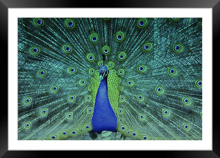 Dancing Peacock!! Framed Mounted Print by Nadeesha Jayamanne