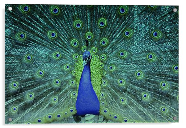 Dancing Peacock!! Acrylic by Nadeesha Jayamanne