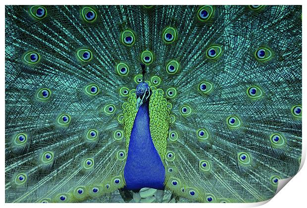 Dancing Peacock!! Print by Nadeesha Jayamanne