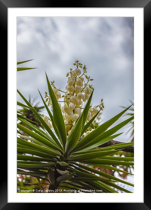 Yucca plant in flower Framed Mounted Print by Craig Lapsley