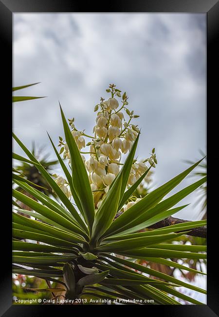 Yucca plant in flower Framed Print by Craig Lapsley