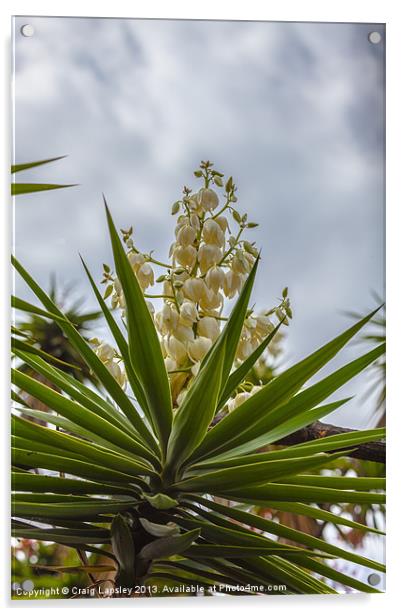Yucca plant in flower Acrylic by Craig Lapsley