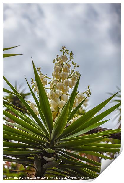 Yucca plant in flower Print by Craig Lapsley