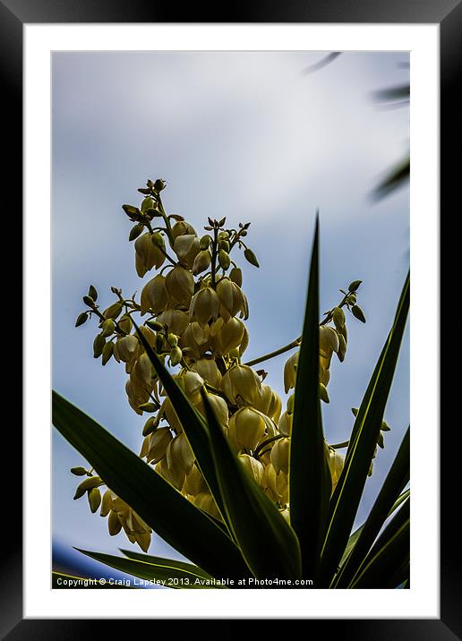 flowering yucca plant Framed Mounted Print by Craig Lapsley