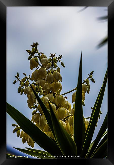 flowering yucca plant Framed Print by Craig Lapsley