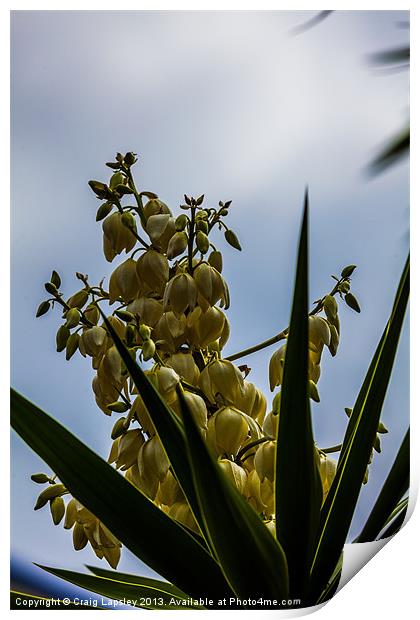 flowering yucca plant Print by Craig Lapsley