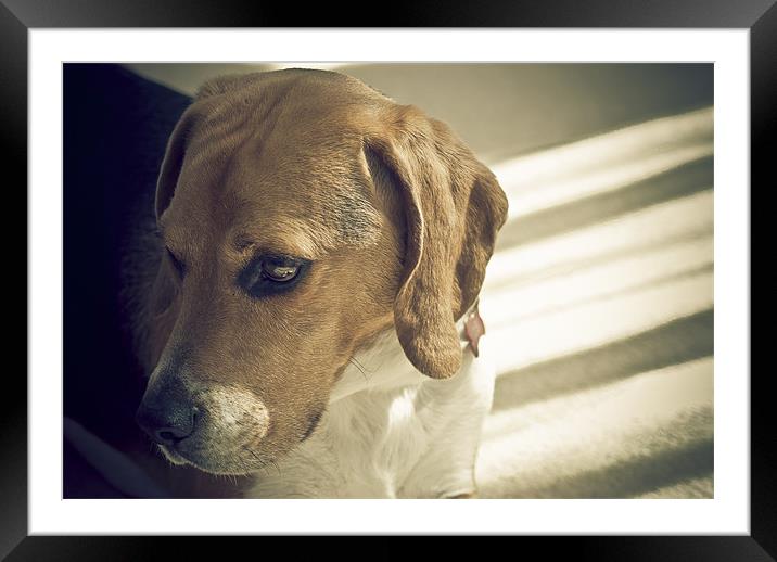 A Beagle In Thought Framed Mounted Print by Wesley Wren