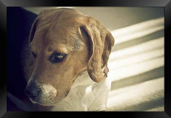 A Beagle In Thought Framed Print by Wesley Wren