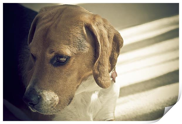 A Beagle In Thought Print by Wesley Wren