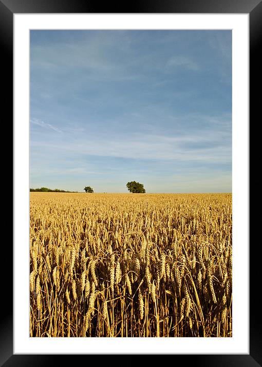 Trees in a Cornfield Framed Mounted Print by graham young